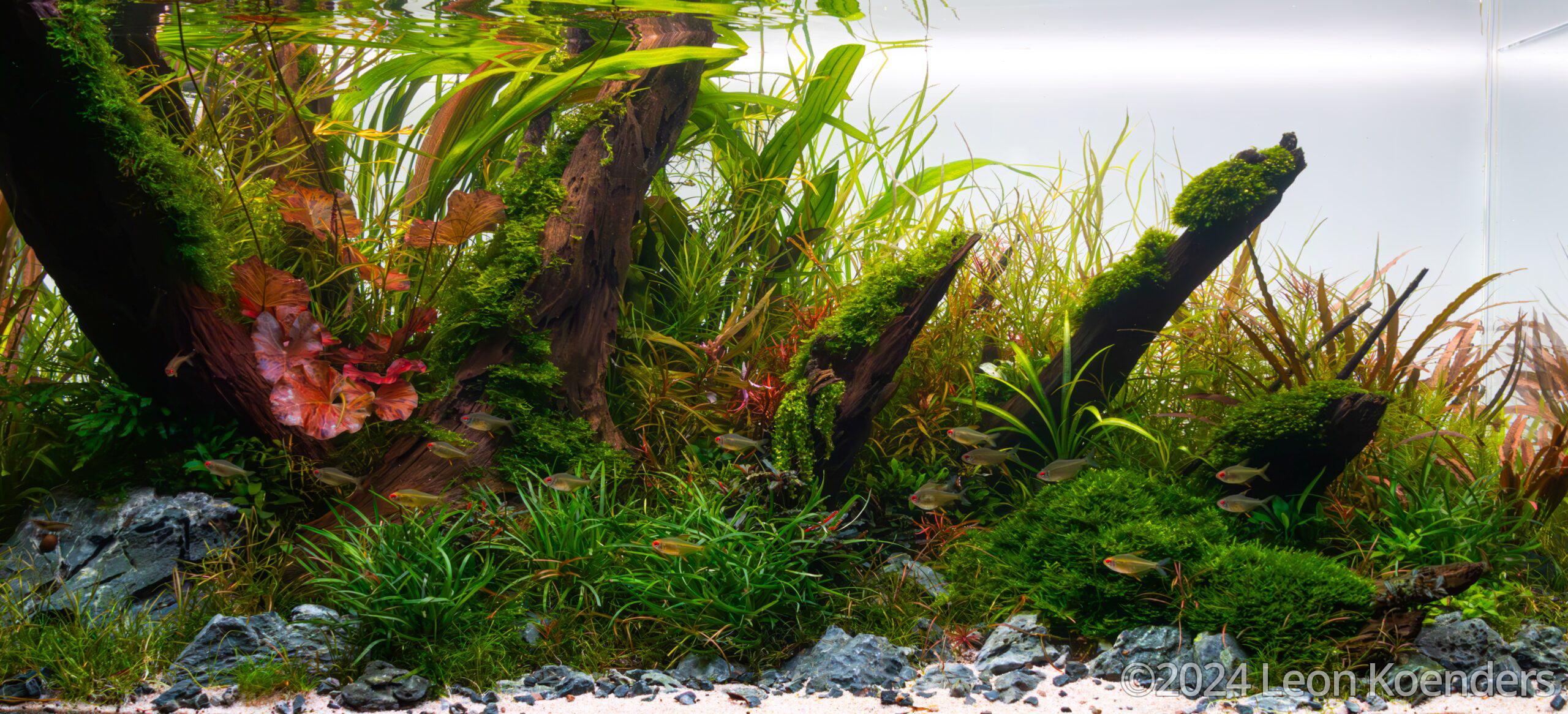 A Classic-style aquascape emphasizing natural plant growth without forced perspective